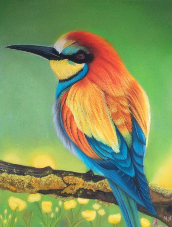 Bee Eater Bird