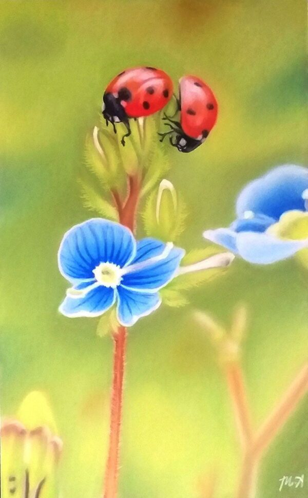 Ladybugs