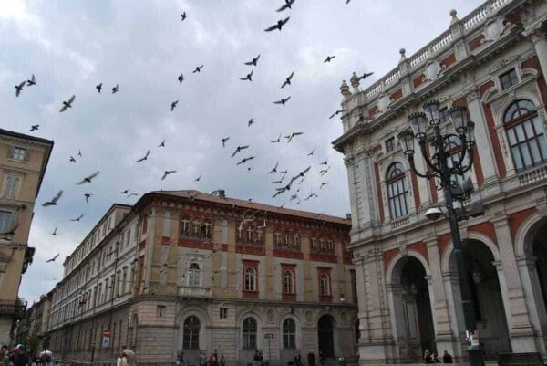 Flock of Birds